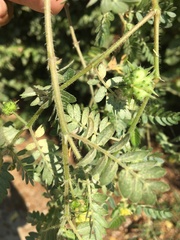 Tribulus terrestris