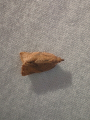 Clepsis consimilana