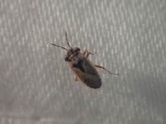Geocoris pallens