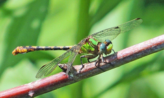 Ophiogomphus incurvatus
