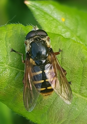 Yellow-barred Peat Hover Fly photo 5
