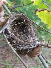 Ficedula hypoleuca