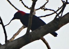 Malimbus rubricollis