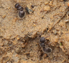 Meranoplus peringueyi