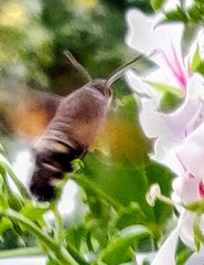 Macroglossum stellatarum