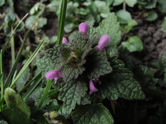 Lamium purpureum