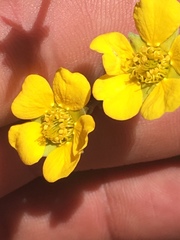 Geum rossii