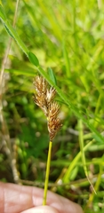 Carex leporina