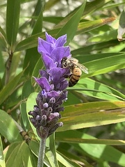 Apis mellifera