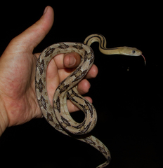 Bogertophis subocularis subocularis