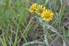 Pentanema britannica