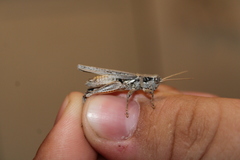 Melanoplus complanatipes