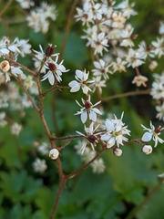 Micranthes nelsoniana