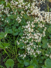 Micranthes nelsoniana