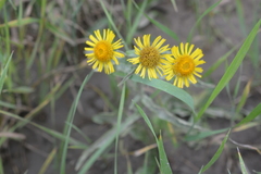 Pentanema britannica