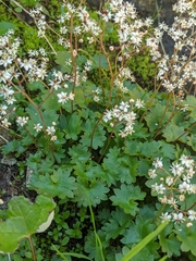 Micranthes nelsoniana