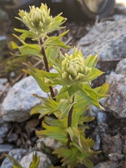Castilleja parviflora albida