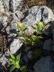 Castilleja parviflora albida
