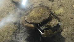 Panopeus africanus