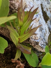 Castilleja parviflora albida