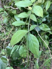 Jasminum streptopus