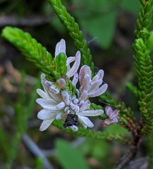 Exobasidium cassiopes