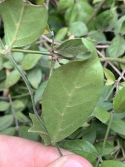 Jasminum streptopus
