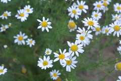 Tripleurospermum inodorum