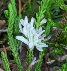 Exobasidium cassiopes
