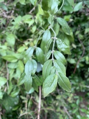 Jasminum streptopus
