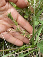 Cerastium velutinum
