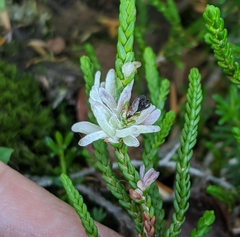 Exobasidium cassiopes