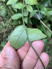 Jasminum streptopus