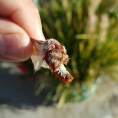 Hemileuca peninsularis