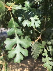 Quercus lobata