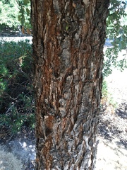 Quercus lobata
