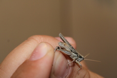 Melanoplus complanatipes