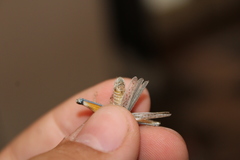 Melanoplus complanatipes