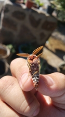 Hemileuca peninsularis