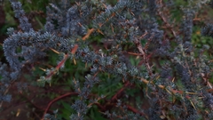 Aspalathus acanthophylla