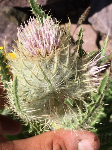 Murdock's thistle (Cirsium murdockii)