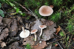 Lactarius vietus