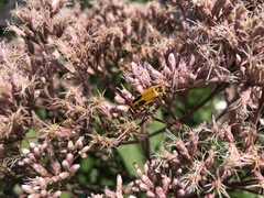 Chauliognathus pensylvanicus