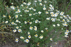 Tripleurospermum inodorum