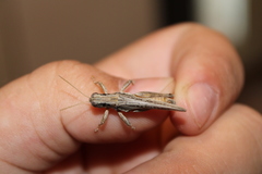 Melanoplus complanatipes