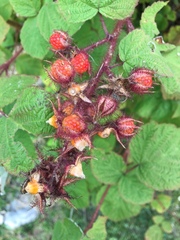 Rubus phoenicolasius