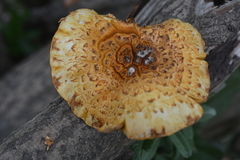 Pholiota