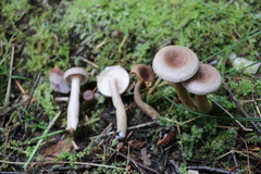 Lactarius vietus