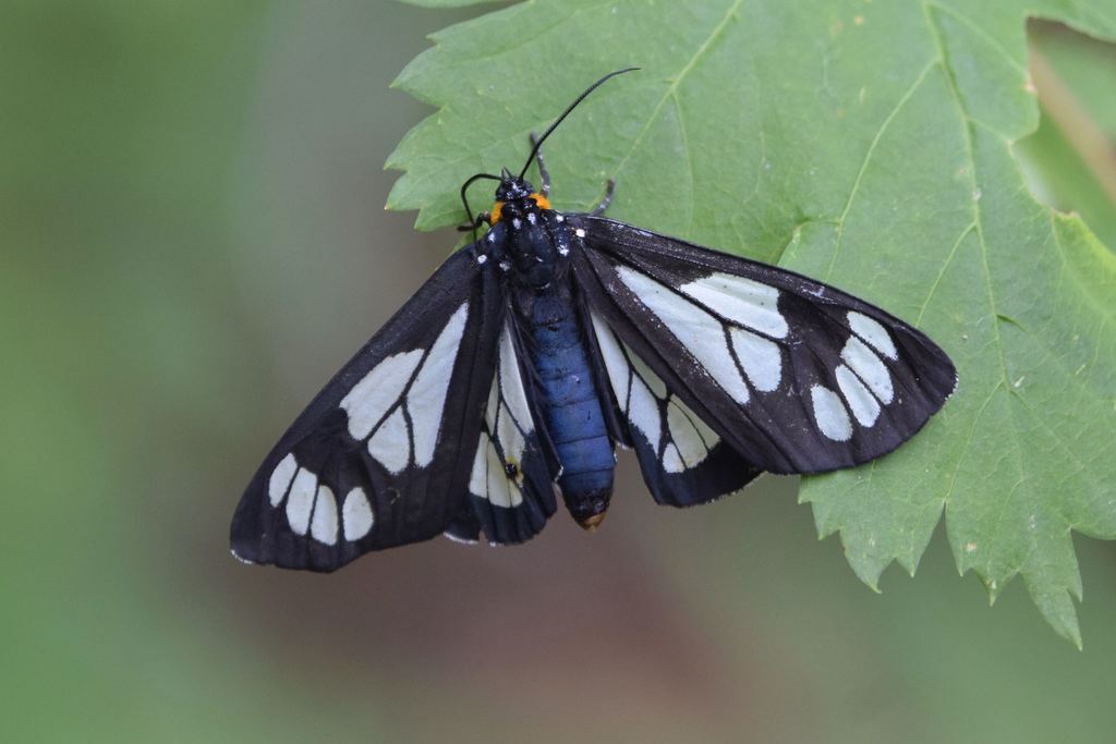 Police Car Moth