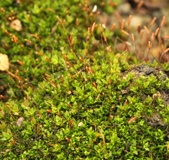 Tortula atrovirens